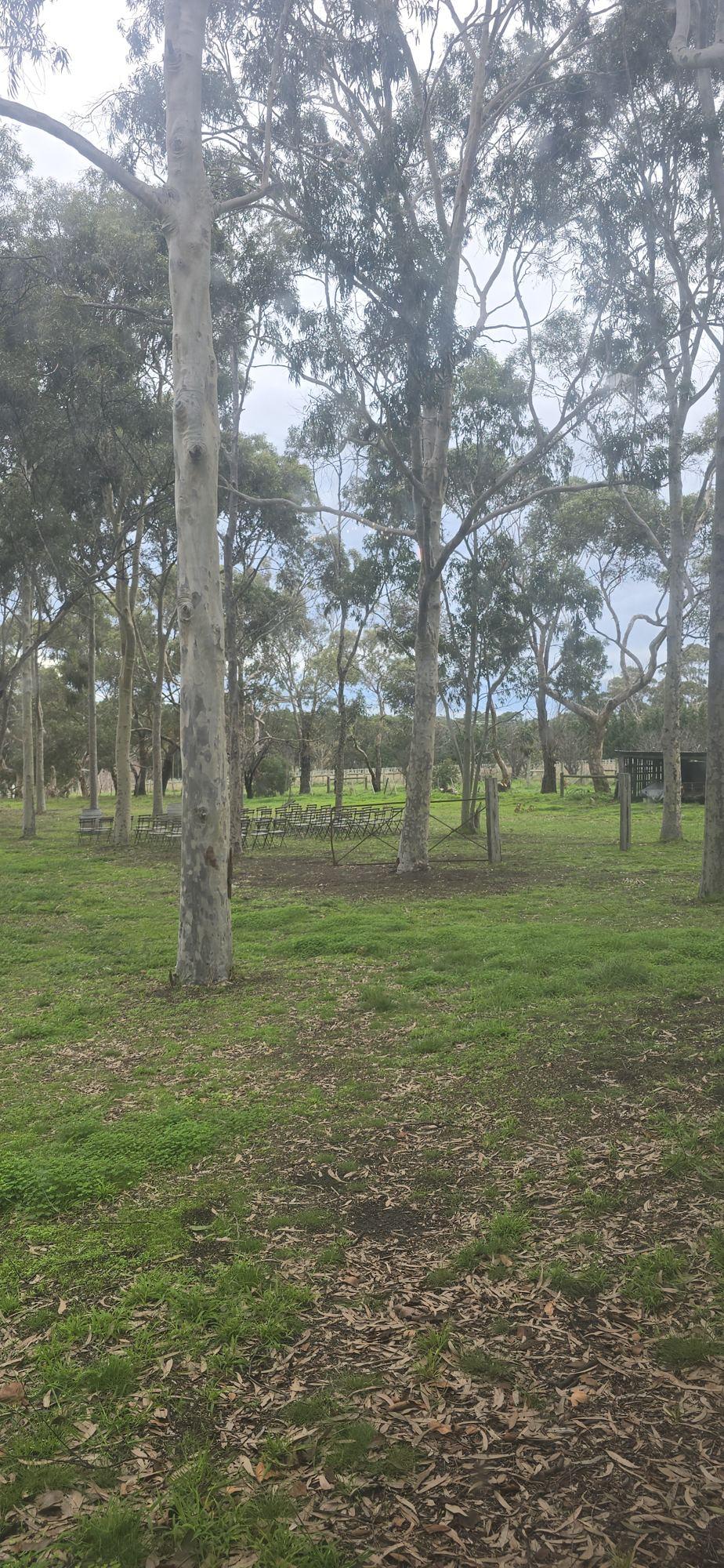 The gum trees surrounding the grounds